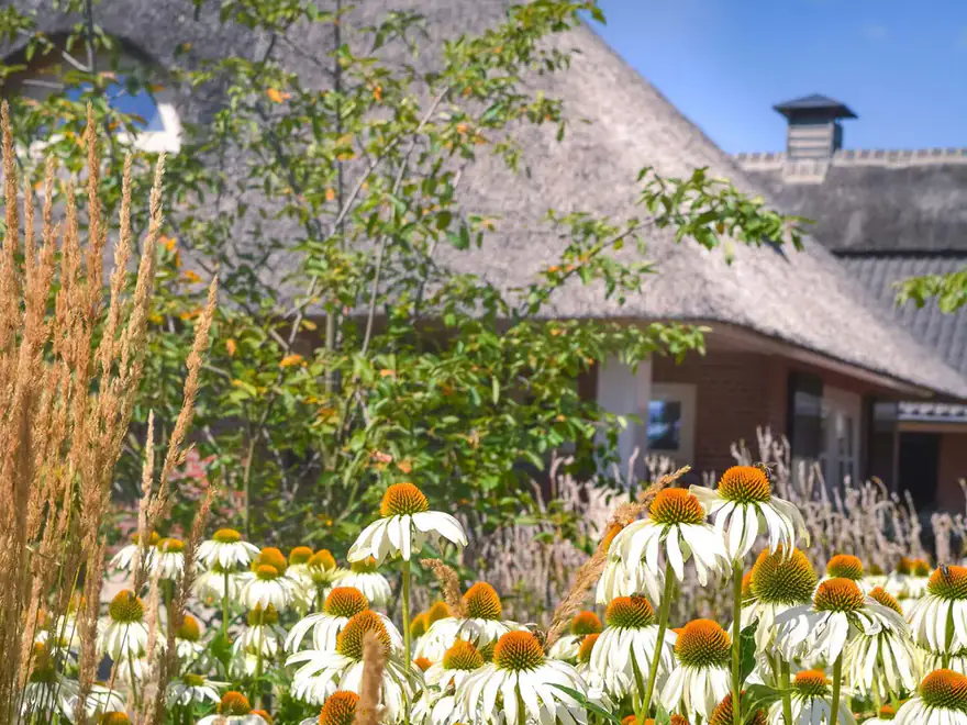 Echinacea in een landelijke tuin in Lienden